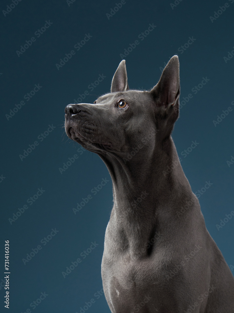Dog in studio. The Thai Ridgeback stands attentively, its unique coat ...