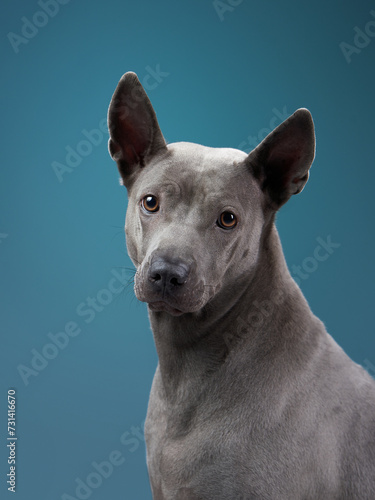 An alert Thai Ridgeback shows off its iconic ridge and athletic build against a dark, minimalist background
