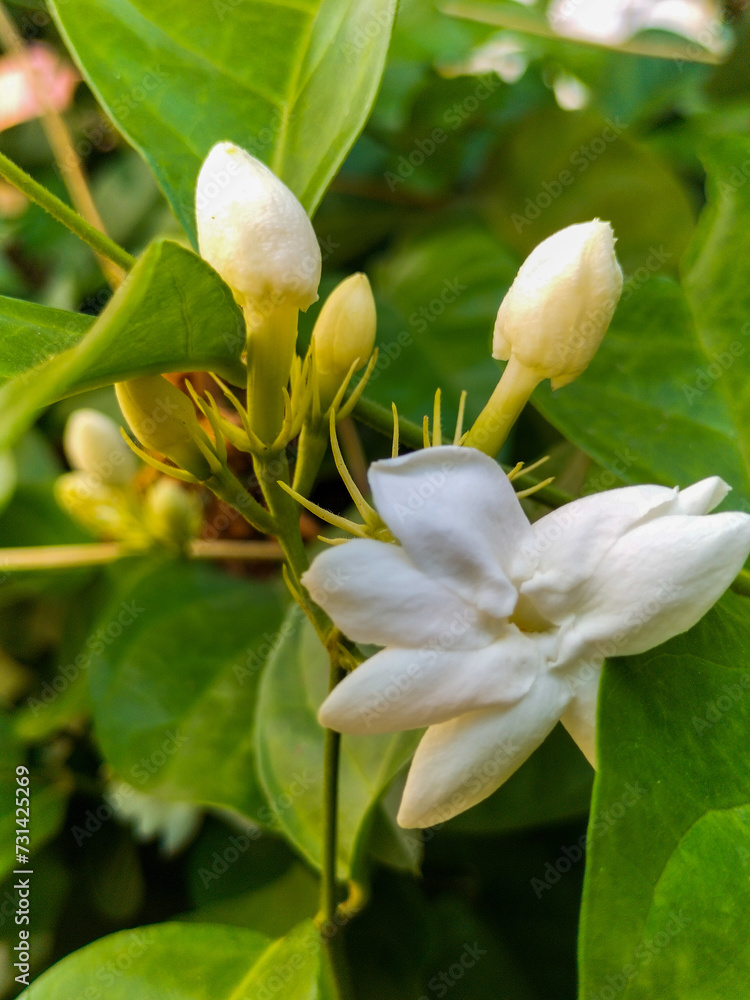 Fototapeta premium Closeup. Jasmine flowers that grow beautifully in the yard. Indonesia. Green natural background. 