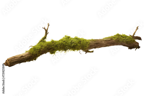 green moss isolated on white photo
