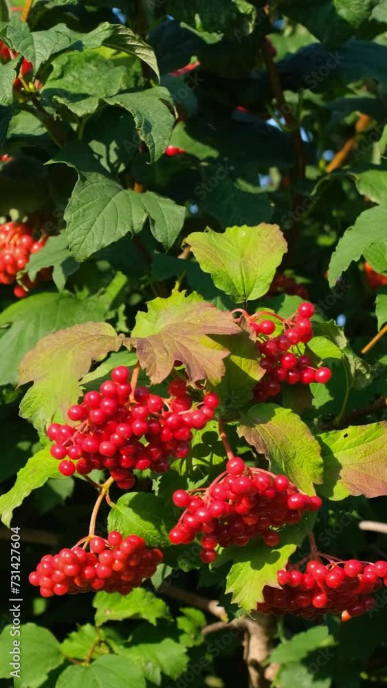 A bunch of red berries growing on a bush with green leaves A bunch of red berries growing on a bush with green leaves