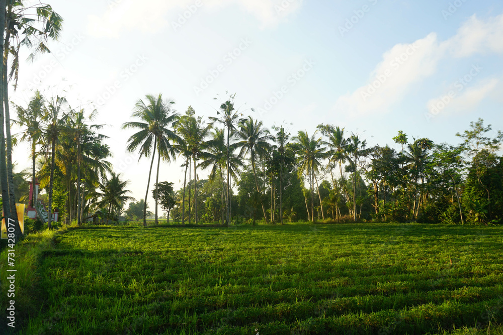 A bright morning view when the sun rises in a rice field area.