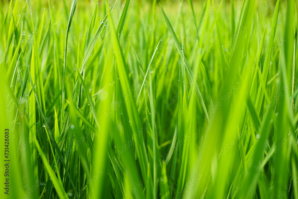 Paddy plants and dew in the morning. Paddy plants and dew in the morning.