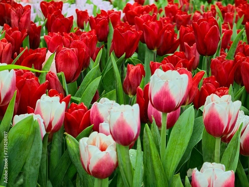 white and red tulip flowers on the colorful of tulips field