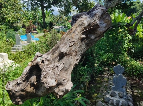 Photos of dead Samoja trees can be used as wa