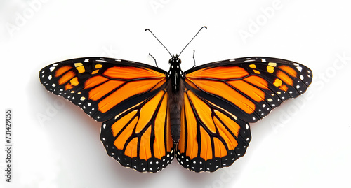 the monarch butterfly white background © ginstudio