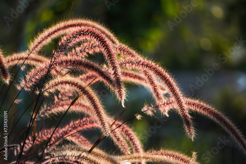 Thatch grass flowers against blurred bokeh green leaves and mountains backgrounds. Warm sunset or sunrise sunlight. Blank empty copy text space.