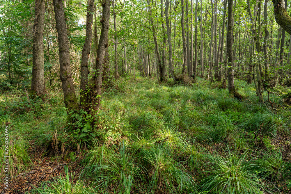 Darßer Urwald im Nationalparks Vorpommersche Boddenlandschaft Darßer Urwald im Nationalparks Vorpommersche Boddenlandschaft