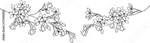 ペンで描いた桜のイラスト3