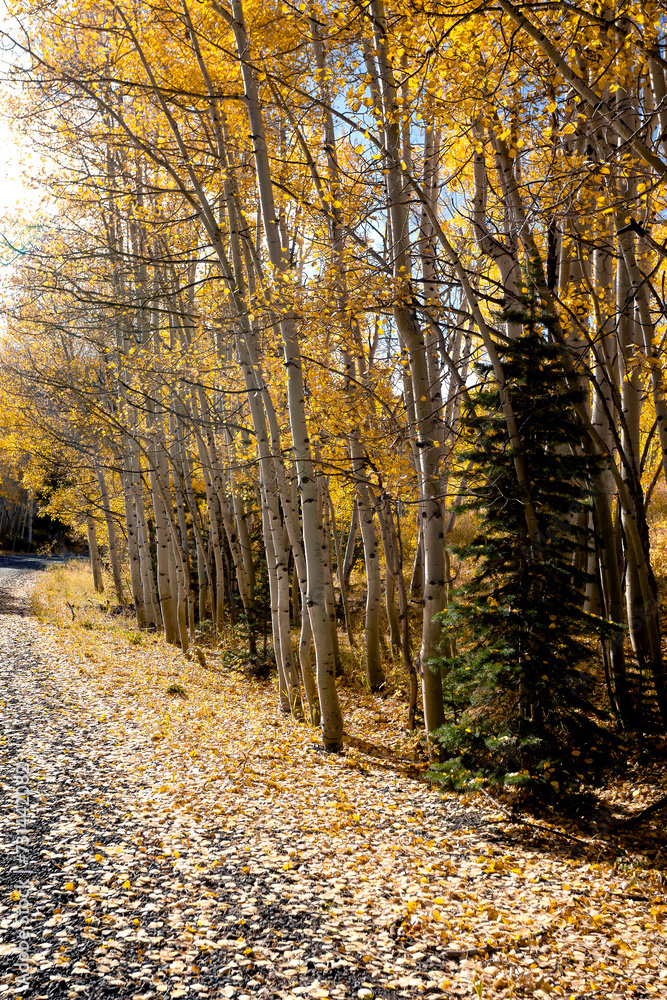 Obraz premium Colorado Roadside gravel dirt aspen leaves fall autumn