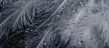 Macro image of water-drenched ostrich feathers for background or texture.