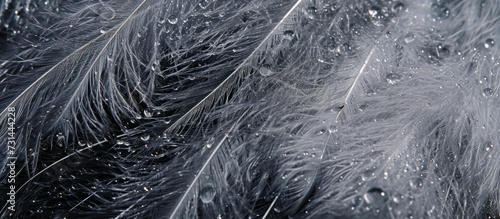 Macro image of water-drenched ostrich feathers for background or texture.