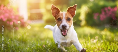 A small dog of the Irishjacks breed, a carnivore belonging to the Sporting Group, is happily running in the grass, being a terrestrial animal enjoying its surroundings.