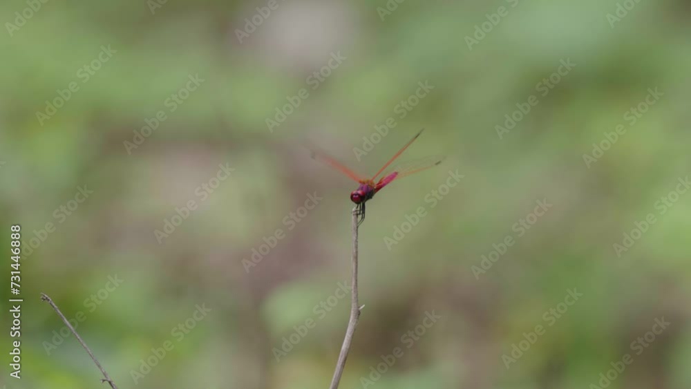 Closeup of a crimson marsh glider perched on a bare plant stick with blur background Closeup of a crimson marsh glider perched on a bare plant stick with blur background