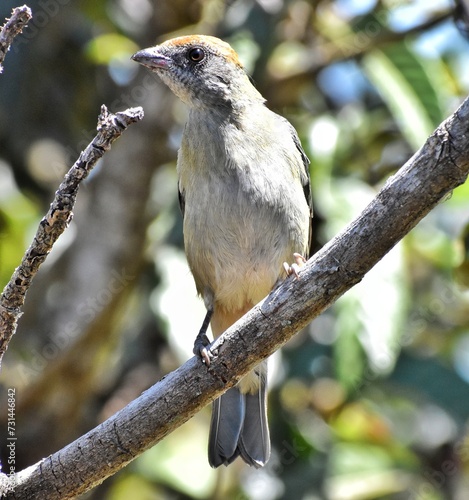 Bird on a brach