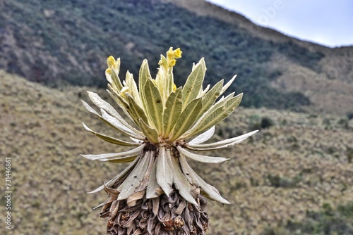 Frailejones landscape