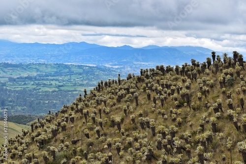 Frailejones landscape