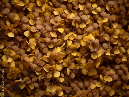 A striking macro image of yellow mustard flowers, emphasizing their intricate beauty