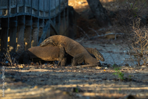 Komodo Dragon Mating on the Komodo Island