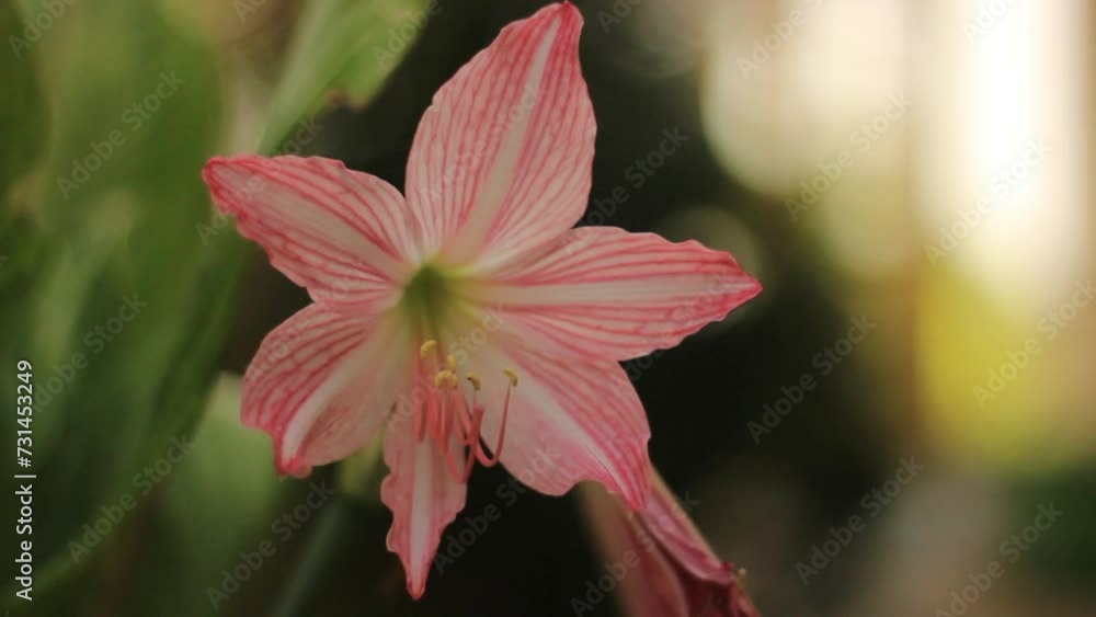 amaryllis have latin named hippeastrum amaryllis. amaryllis flower from amaryllidaceae family. amaryllis flower have many color. this plant grow in the garden amaryllis have latin named hippeastrum amaryllis. amaryllis flower from amaryllidaceae family. amaryllis flower have many color. this plant grow in the garden