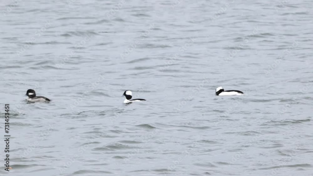 The bufflehead (Bucephala albeola) is a small sea duck, found on the coast of North America and near large bodies of water inland The bufflehead (Bucephala albeola) is a small sea duck, found on the coast of North America and near large bodies of water inland