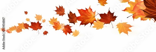 Oak and maple leaf cool background seasonal. Autumn leaves falling. Fall season specific background. Oak and maple tree dry autumn yellow red foliage