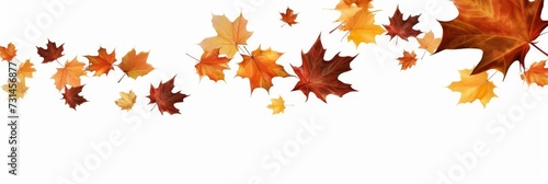 Oak and maple leaf cool background seasonal. Autumn leaves falling. Fall season specific background. Oak and maple tree dry autumn yellow red foliage