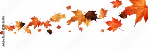 Oak and maple leaf cool background seasonal. Autumn leaves falling. Fall season specific background. Oak and maple tree dry autumn yellow red foliage