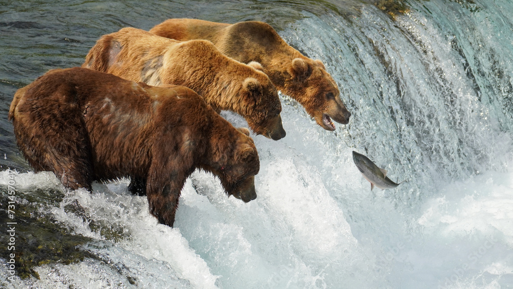 Group of Brown Bears (Ursus arctos) Fishing for Salmon Group of Brown Bears (Ursus arctos) Fishing for Salmon