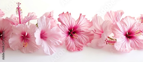 A pattern of pink flowers with petals and magenta hues on a white background, creating a beautiful natural material design.