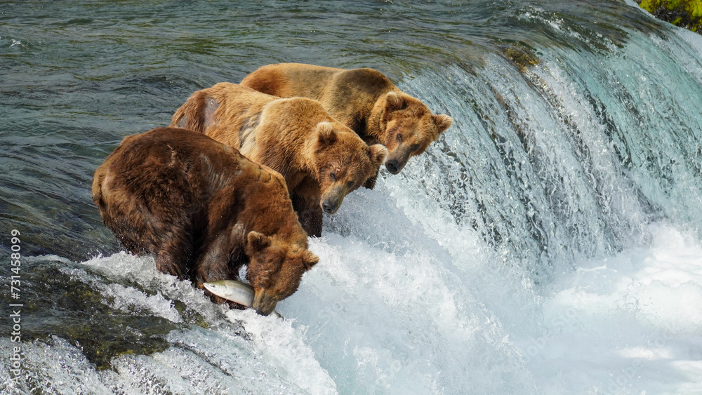 Group of Brown Bears (Ursus arctos) Fishing for Salmon Group of Brown Bears (Ursus arctos) Fishing for Salmon