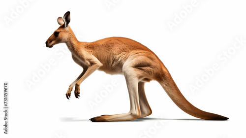 A captivating red kangaroo in mid-hop