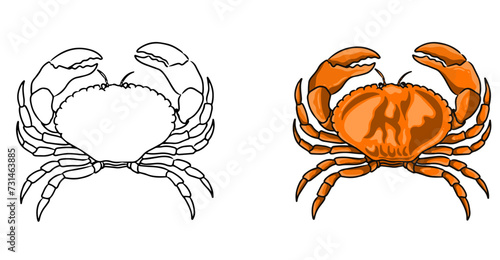 Crab vector coloring page image. Crab vector. Crab sketch