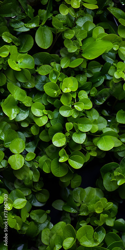 A top view of a beautiful macro closeup image of green wall with natural small plant leaves in vertical garden bush
