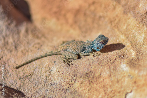 Exotic blue lizard on an orange rock in Petra, Wadi Musa, Jordan. photo