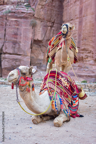 Couple of camels in front of a rock wall in Petra, Wadi Musa, Jordan.