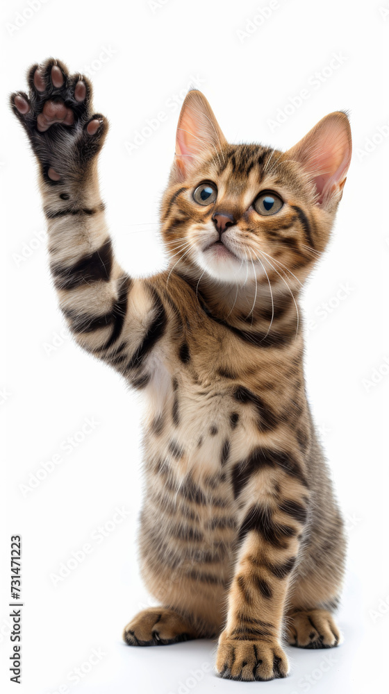 Curious Bengal Kitten Raising Paw.
Bengal kitten with striking rosette coat pattern raising paw high.
