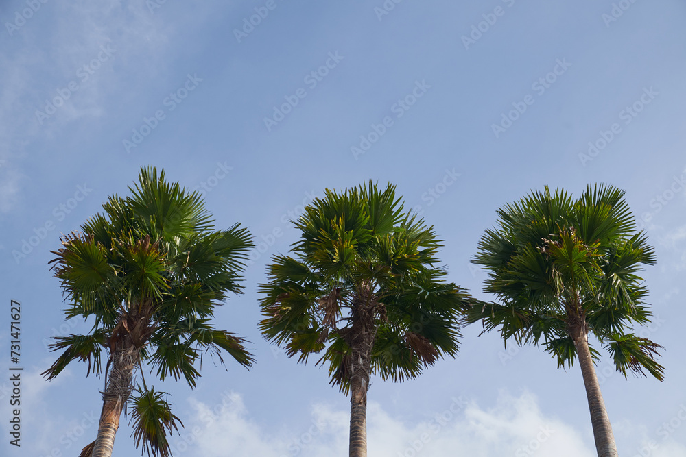 Fototapeta premium palm trees against blue sky