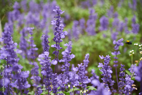 field of purple flowers