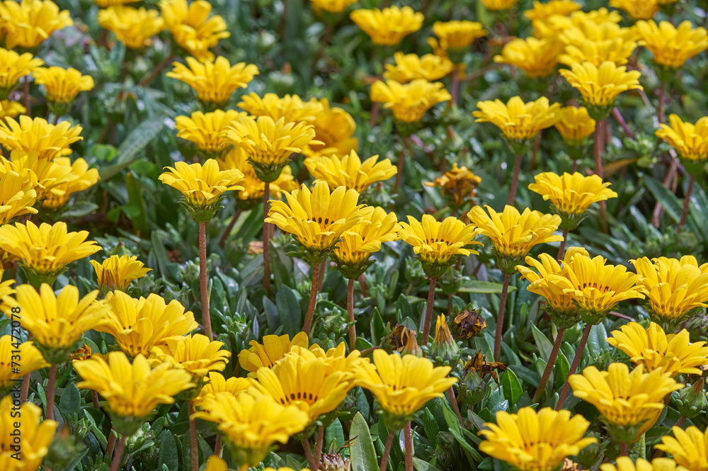 field of yellow flowers
field of yellow flowers