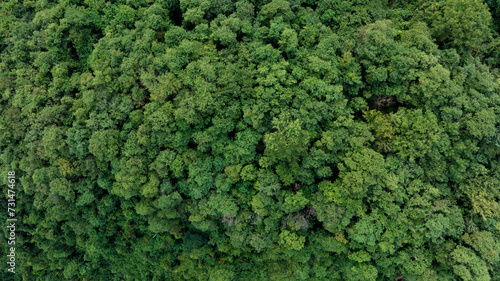 aerial view of dark green forest Abundant natural ecosystems of rainforest. Concept of nature forest preservation and reforestation 