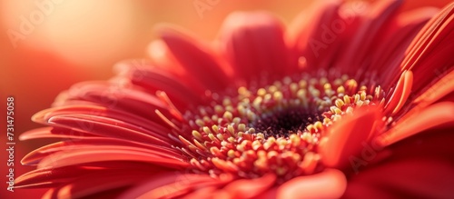 A close up of a red flower with a yellow center, showcasing its vibrant petals and floral beauty.