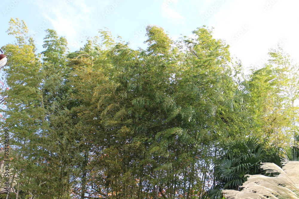 Obraz premium 風に揺れる竹の木