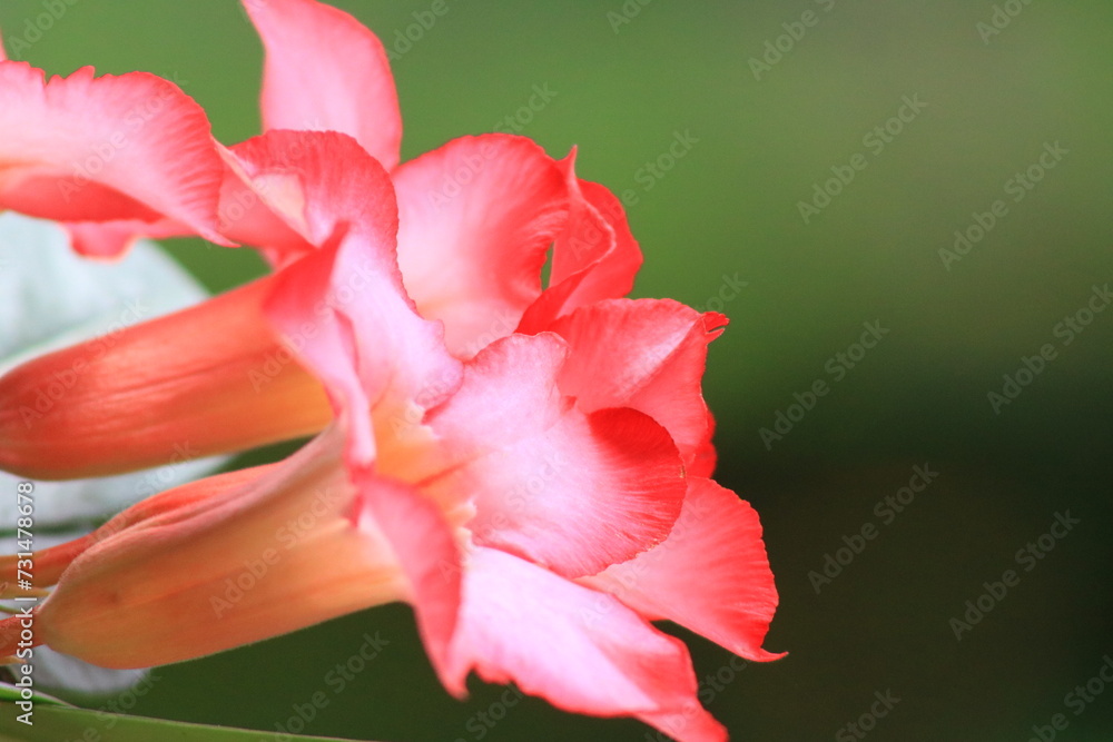 close up of a red flower close up of a red flower