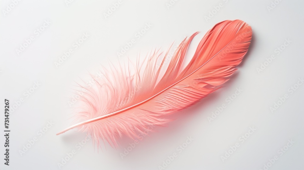 dove pink feather on a white background. dove pink feather on a white background.