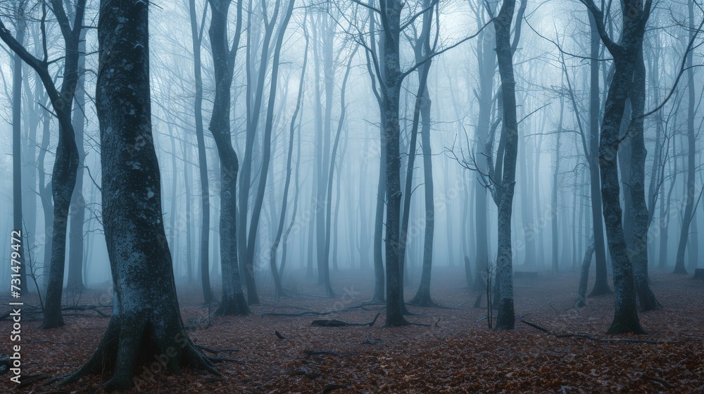 Panorama of foggy forest. Fairy tale spooky looking woods in a misty day. Cold foggy morning in horror forest Panorama of foggy forest. Fairy tale spooky looking woods in a misty day. Cold foggy morning in horror forest
