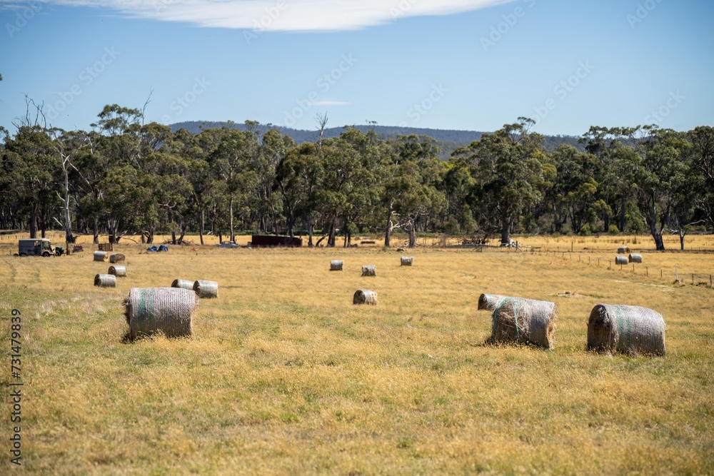 Fototapeta premium sustainable agriculture Baling hay and silage rolls and bales on a farm, in australia