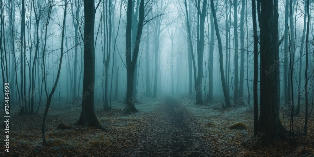 Panorama of foggy forest. Fairy tale spooky looking woods in a misty day. Cold foggy morning in horror forest Panorama of foggy forest. Fairy tale spooky looking woods in a misty day. Cold foggy morning in horror forest
