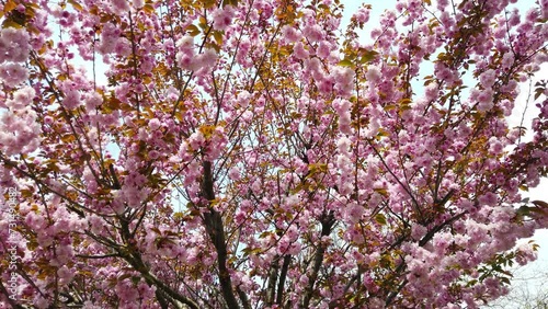 Wallpaper Mural A shot of multi-layered cherry blossoms (yaezakura) in the spring.
 Torontodigital.ca