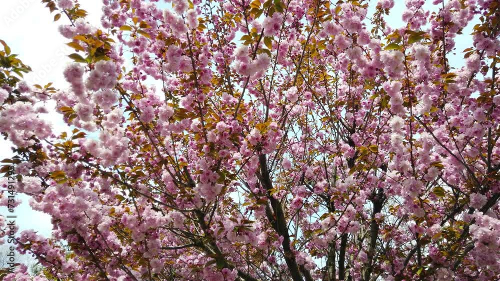 A shot of multi-layered cherry blossoms (yaezakura) in the spring.
A shot of multi-layered cherry blossoms (yaezakura) in the spring.